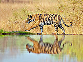 TGR 01 WF0015 01
Bengal Tiger Male Walking Along Lake