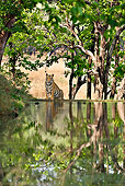 TGR 01 WF0016 01
Bengal Tiger Male Sitting By Lake