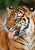 TGR 01 GR0001 01
Head Shot Of Bengal Tiger Sticking Out Tongue