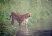 TGR 01 LS0004 01
Tiger Wading Into Water In Mist