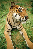TGR 01 RC0003 01
Wide-Angle Close-Up Of Young Tiger Laying On Grass