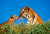 TGR 01 RK0105 04
Bengal Tiger And Cub Sitting On Grass Blue Sky