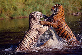 TGR 01 RK0108 33
White And Orange Bengal Tigers Playing In Water
