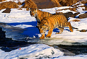 TGR 01 RK0142 03
Two Bengal Tigers Walking On Snow By Rocks River