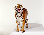 TGR 01 RK0197 12
Bengal Tiger Standing On White Box Facing Camera Growling On White Seamless