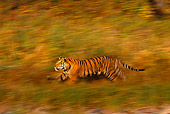 TGR 01 RK0217 04
Profile Of Bengal Tiger Running On Through Grass Blurry Background