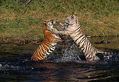 TGR 01 RK0268 13
White And Golden Tigers Playing In Water Splashing