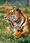 TGR 01 RK0280 05
Bengal Tiger Mother And Cub Laying Together On Grass