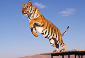 TGR 01 RK0309 09
Bengal Tiger Leaping Blue Sky