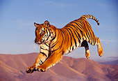 TGR 01 RK0309 25
Bengal Tiger Leaping Blue Sky
