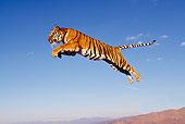 TGR 01 RK0309 51
Bengal Tiger Leaping Blue Sky