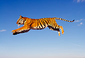 TGR 01 RK0309 52
Bengal Tiger Leaping Blue Sky