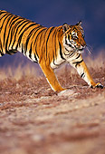 TGR 01 RK0316 02
Profile Of Bengal Tiger Running On Dirt