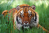 TGR 01 RK0361 01
Bengal/Siberian Mix Tiger Laying Low In Grass