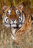 TGR 01 RK0409 33
Close Up Head Shot Of Bengal Tiger Dry Grass