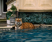 TGR 01 RK0461 11
Tiger Swimming In Pool