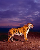 TGR 01 RK0489 02
Double Exposure Profile Of Bengal Tiger Standing On Dirt At Dusk