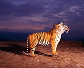 TGR 01 RK0489 03
Double Exposure Profile Of Bengal Tiger Standing On Dirt At Dusk