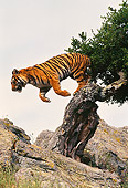 TGR 01 RK0506 01
Bengal Tiger Jumping Off Rocks