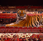 TGR 01 RK0534 59
Bengal Tiger Laying On Oriental Rugs