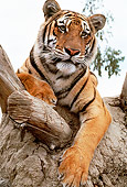 TGR 01 RK0569 04
Head Shot Of Bengal Tiger Laying On Tree Branch