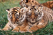 TGR 01 RK0570 08
Bengal Tiger Cubs On Grass