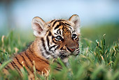 TGR 01 RK0574 03
Head Shot Of Bengal Tiger Cub In Tall Grass