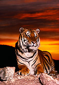 TGR 01 RK0586 01
Bengal Tiger Laying On Rocks Facing Camera Sunset Background