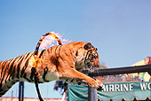 TGR 01 RK0713 02
Tiger Jumping Through Ring Of Fire