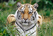 TGR 02 GR0001 01
Portrait Of Siberian Tiger Laying On Grass