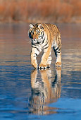 TGR 02 KH0014 01
Siberian Tiger Walking On Iced Lake