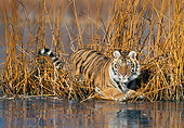 TGR 02 KH0015 01
Siberian Tiger Crouching In Reeds By Iced Lake
