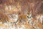 TGR 02 KH0016 01
Young Siberian Tiger Standing In Sticks And Snow
