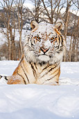 TGR 02 MC0001 01
Siberian Tiger Laying In Snow