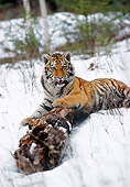 TGR 02 MC0003 01
Siberian Tiger Laying On Log In Snow