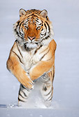 TGR 02 KH0002 01
Siberian Tiger Jumping In Snow