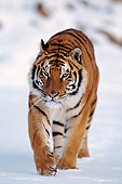 TGR 02 RF0001 01
Siberian Tiger Walking On Snow