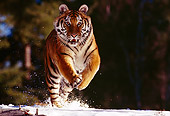 TGR 02 RK0033 02
Siberian Tiger Running Towards Camera On Snow