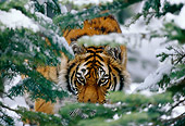 TGR 02 TL0012 01
Siberian Tiger Hiding Behind Snow Covered Trees