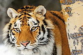 TGR 02 TL0038 01
Siberian Tiger Standing On Snow Behind Tree