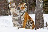 TGR 02 TL0041 01
Siberian Tiger Sitting On Snow Between Trees