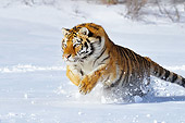 TGR 02 TL0048 01
Siberian Tiger Leaping In Deep Snow
