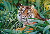 TGR 04 KH0001 01
Close-Up Of Sumatran Tiger Laying In Jungle