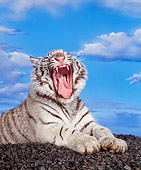 TGR 09 RK0069 01
White Bengal Tiger Yawning
