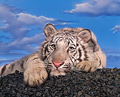 TGR 09 RK0005 13
White Bengal Tiger Laying On Black Rocks Blue Sky Background