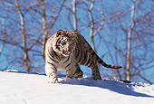 TGR 09 RK0037 03
White Tiger Desecending Snow-Covered Hill With Blue Skies Trees