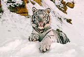 TGR 09 RK0039 02
White Tiger Laying On Snow