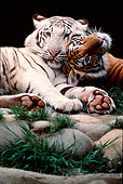 TGR 09 RK0153 02
White And Copper Tigers Snuggling By Rocks