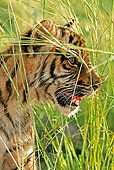 TGR 10 MH0002 01
Head Shot Of Tiger Cub Sitting In Grass