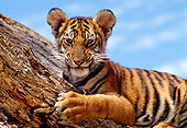 TGR 10 RK0103 08
Tiger Cub In Fork Of Tree Blue Sky
